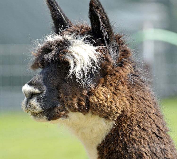 close up of a llamas head