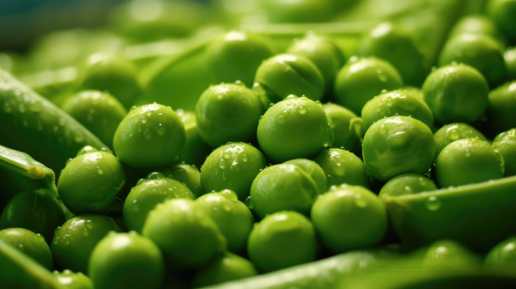 closeup of of fresh peas recently picked from a garden