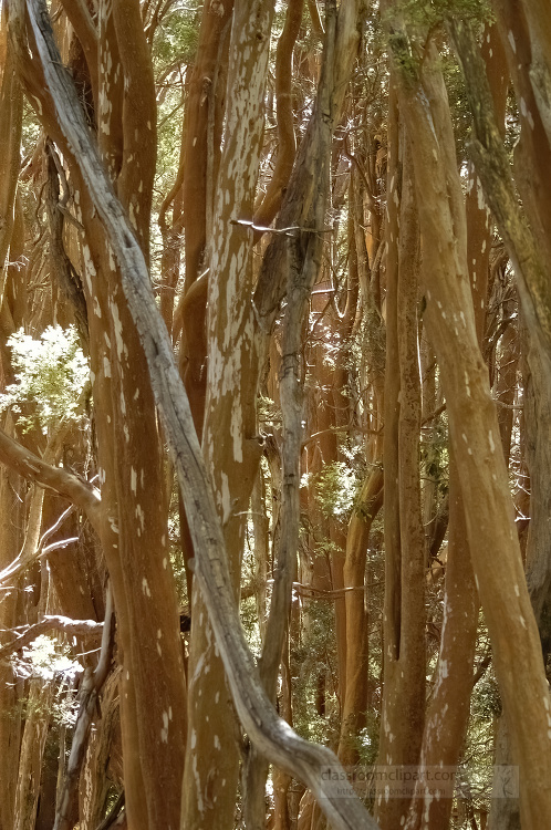 closeup of trees growing in park argentina