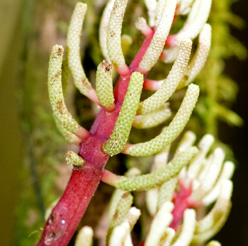 Closeup Red Stemmed white plant Costa Rica