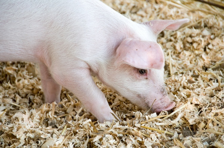 closeup small white pig standing in hay in a pen