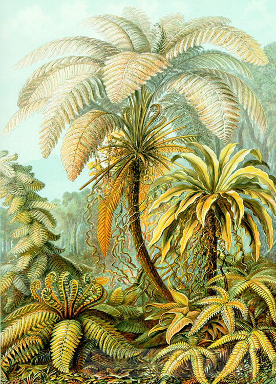 color scientific illustration of tropical ferns