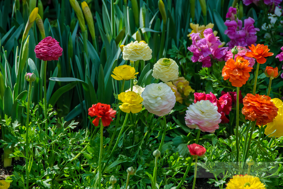 colorful runuculus flowers in a garden 0427