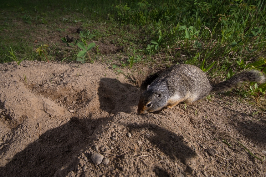 columbian ground squirrel