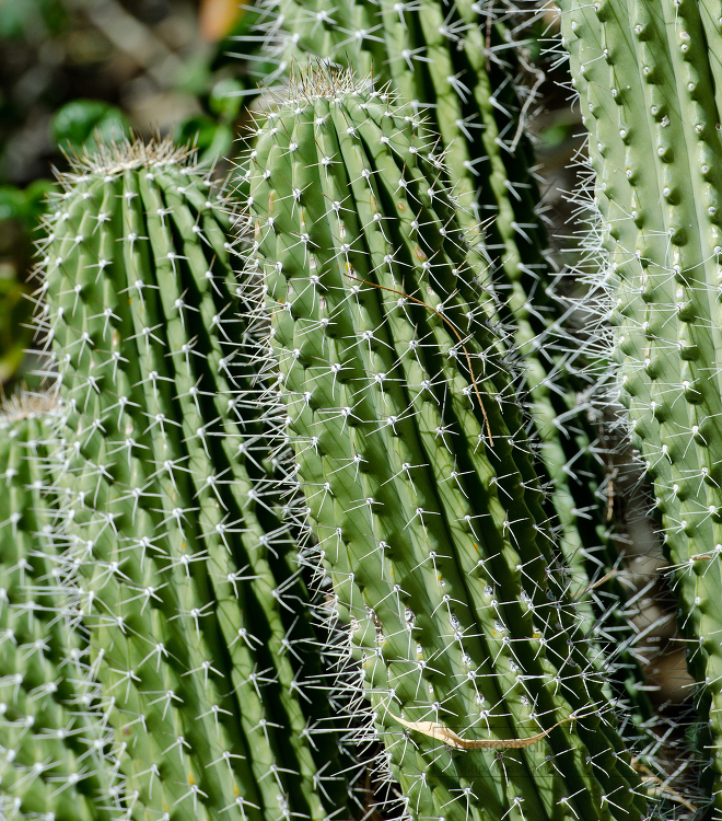 columnar cacti 825A