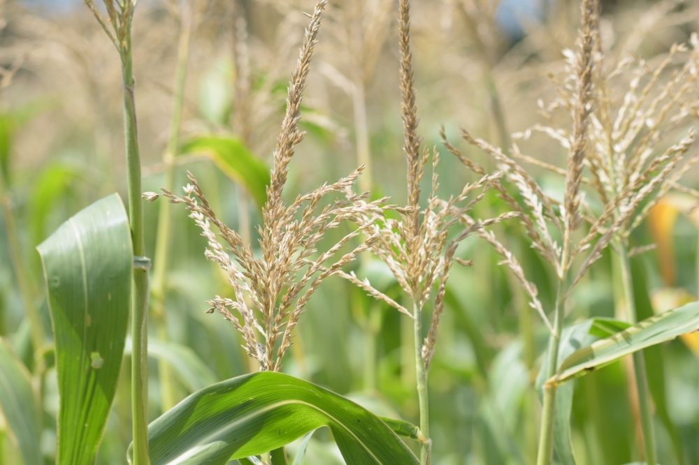 corn fields photo 8958