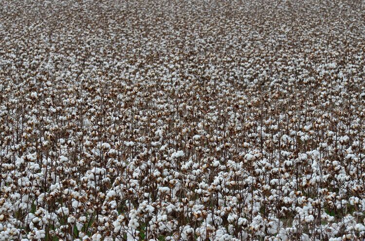 cotton growing in field picture image