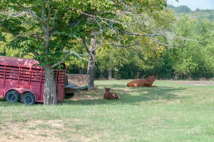 cow grazing in a field with trees in the background