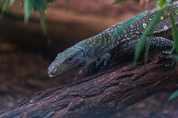 Crocodile Monitor