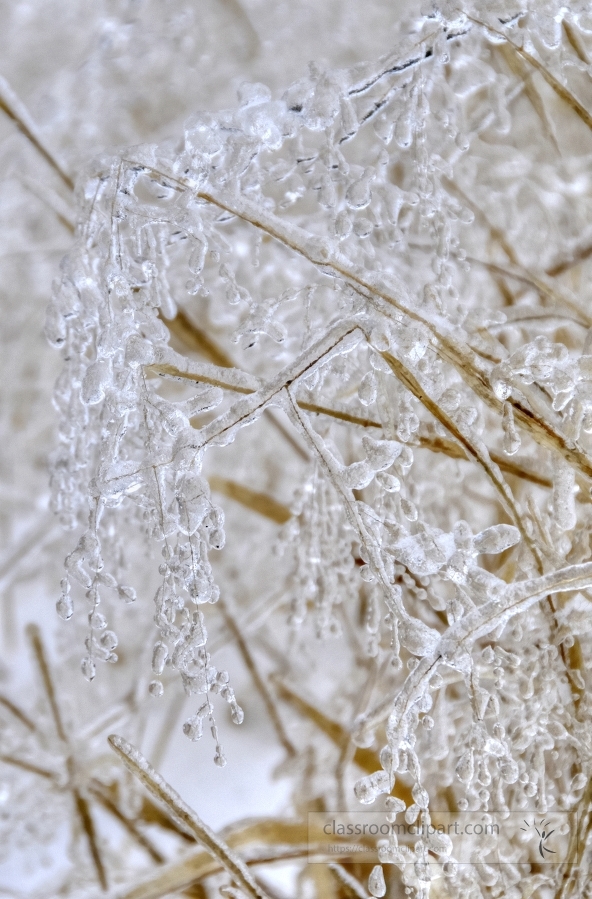 delicate white winter ice on a plant