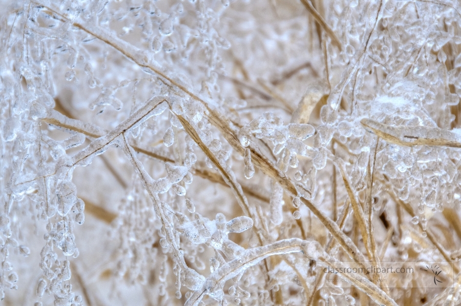 delicate winter ice patterns on tree limbs