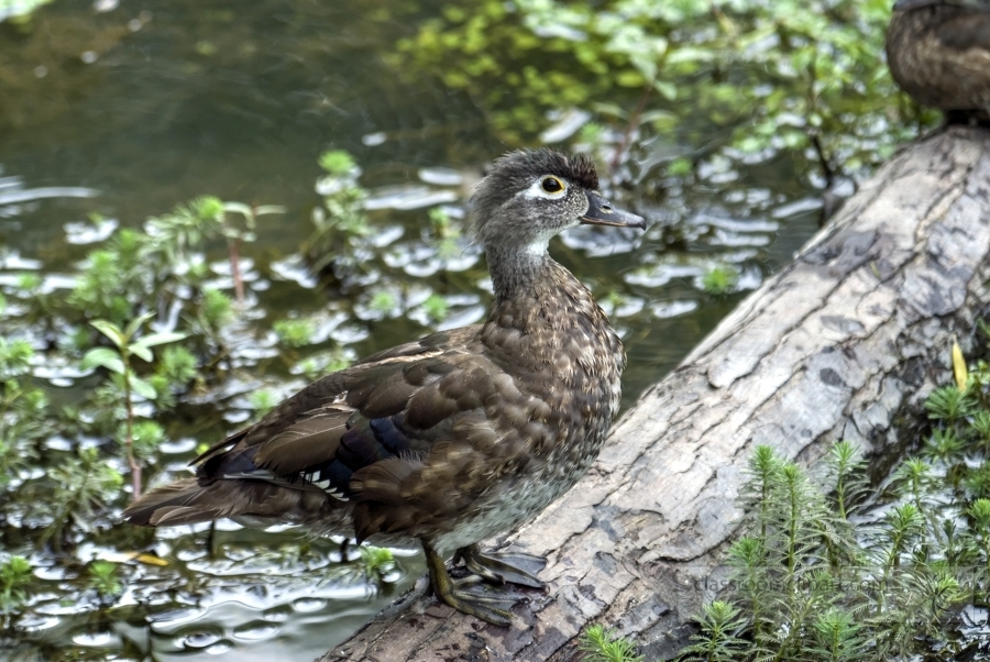 duck on log in marsh photo_14