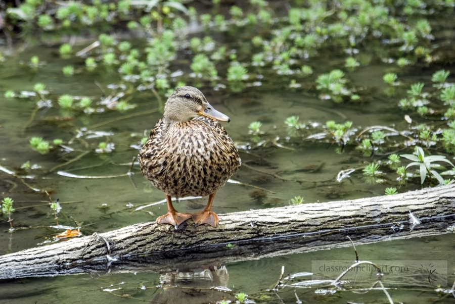 duck on log in marsh photo_16