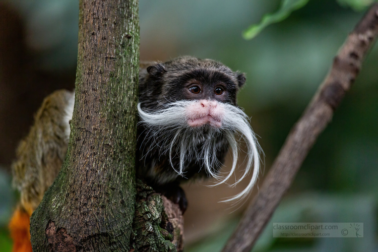 emperor tamarin on a tree branch