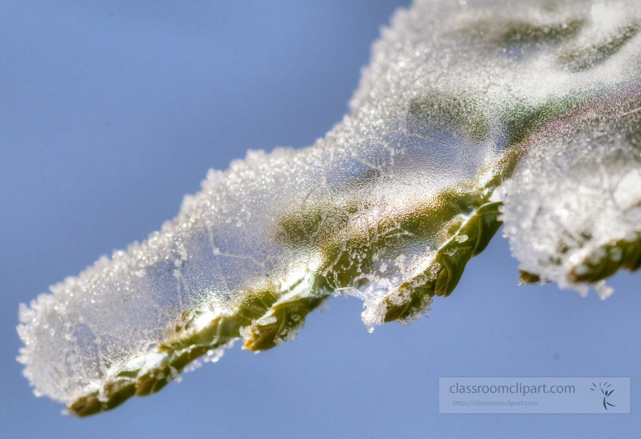 evergreen plant under snow and icy