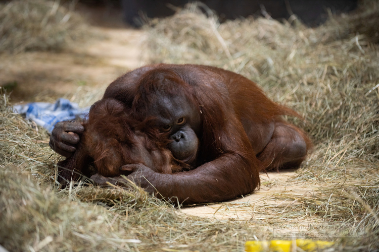 Father Bornean Orangutan holding Young