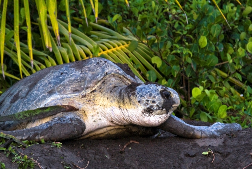 Female Sea Turtle Laying Eggs Costa Rica