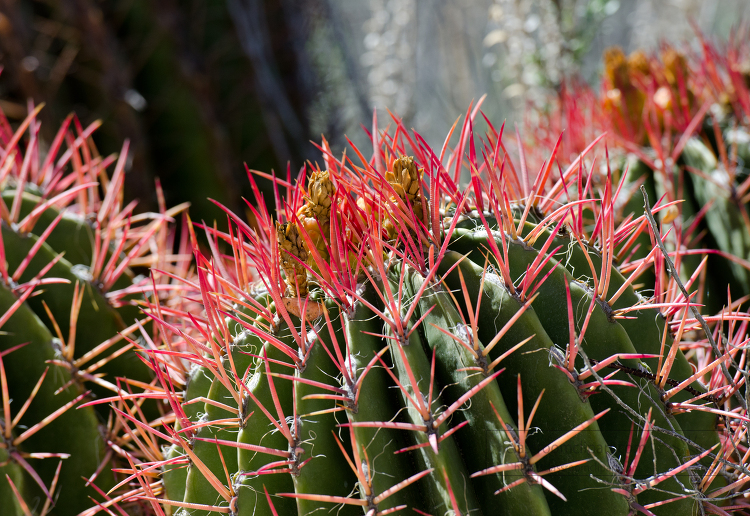 ferocactus pringle 850