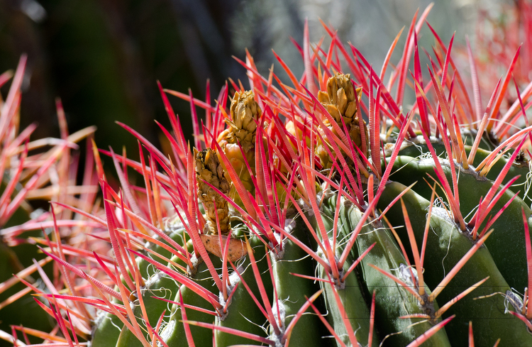 ferocactus pringle 850A