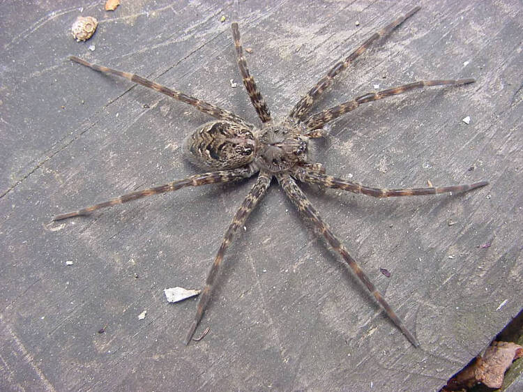 Fishing spider