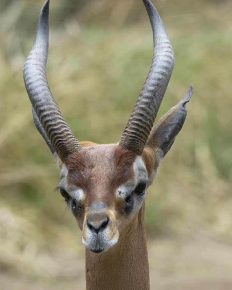 gerenuk front face us