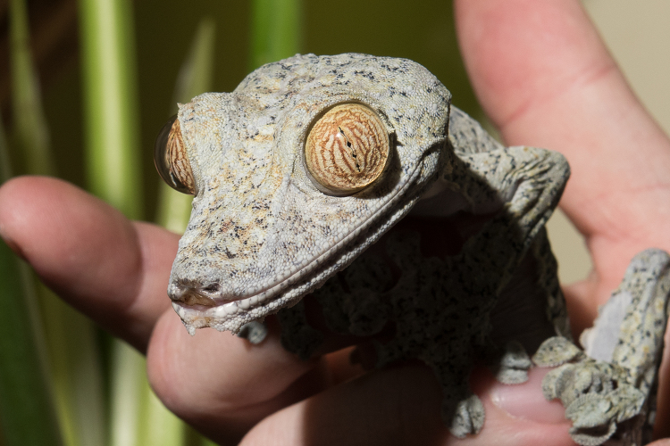 Giant Leaf tailed Gecko