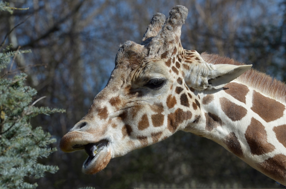 giraffe mouth open to eat leaf