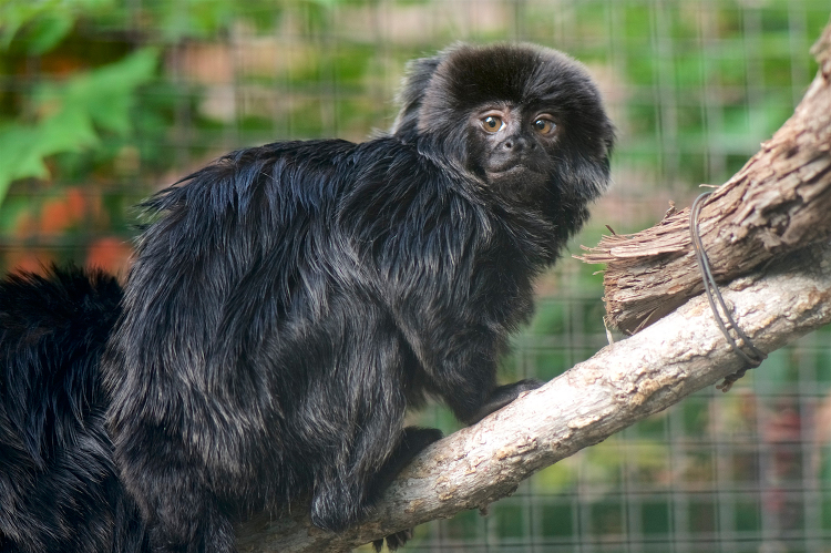 Goeldis Monkey