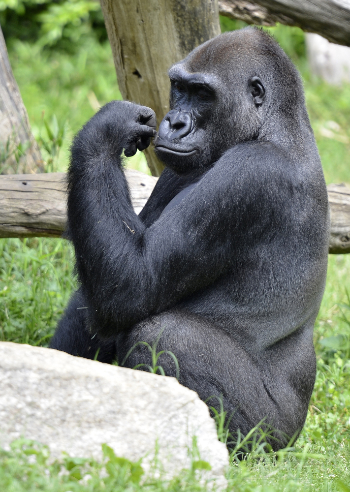 gorilla sitting near_rock