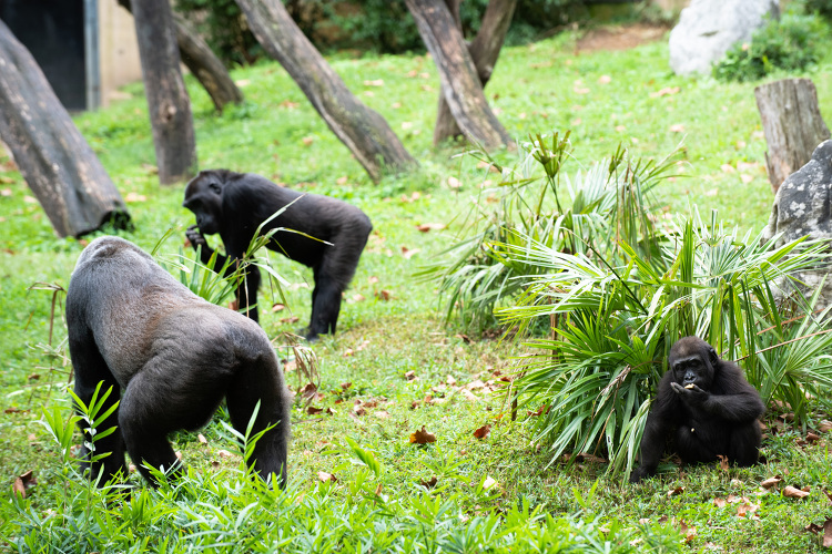 Gorilla Troop