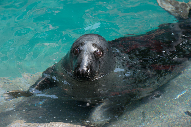 Gray Seal