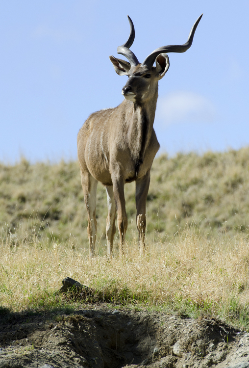 Greater Kudu