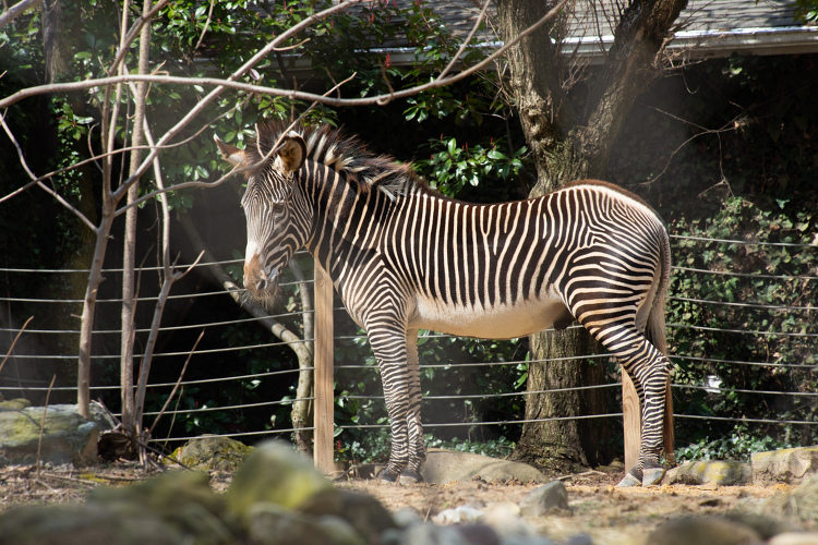 Grevys Zebra