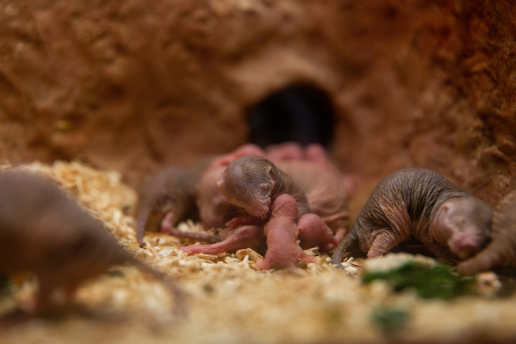 Group of Naked mole rats pups