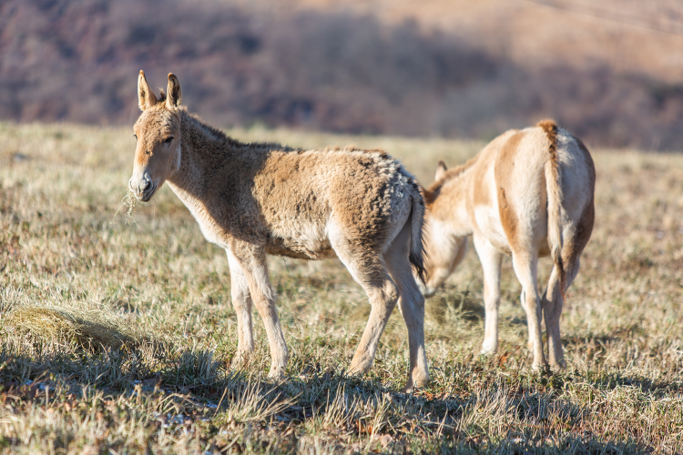 group of Persian onagers