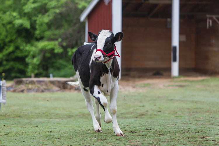 Holstein Cow