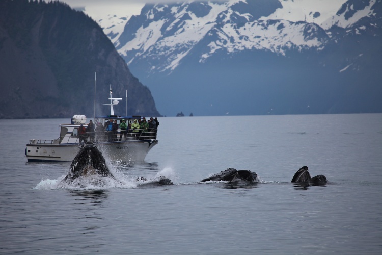 Humpback whales bubble net feeding 3