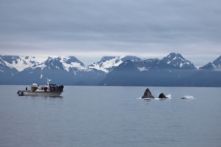 Humpback whales bubble net feeding