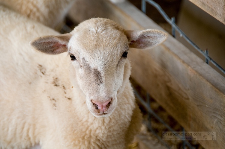 lamb with a pink nose