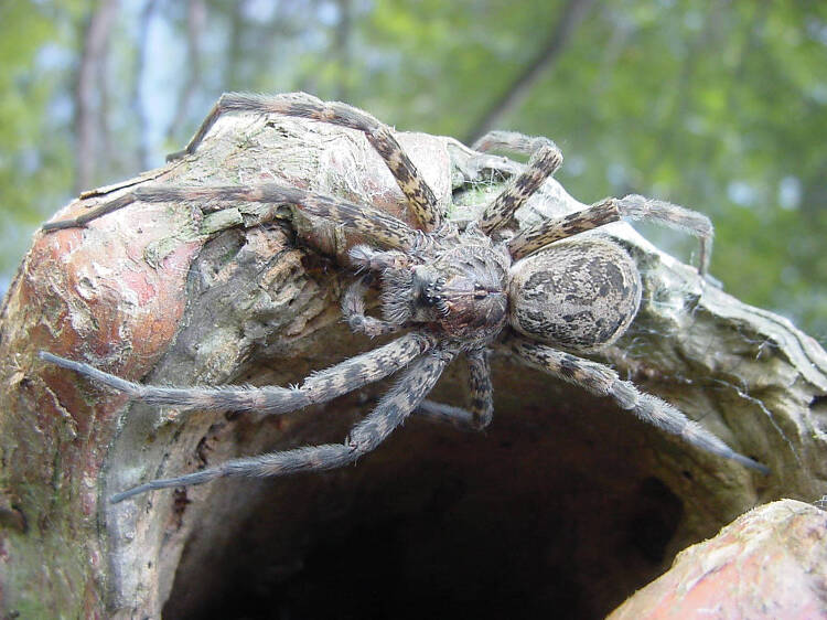 large Fishing spider