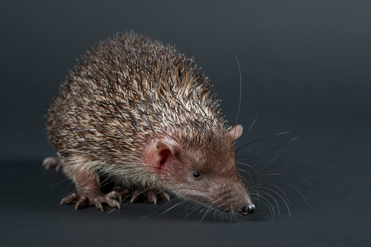 Large Madagascar Hedgehog Tenrec