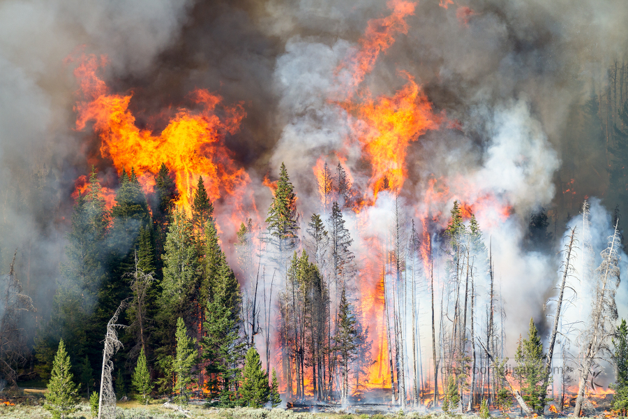 Lava Mountain Fire Shoshone National Forest Wyoming