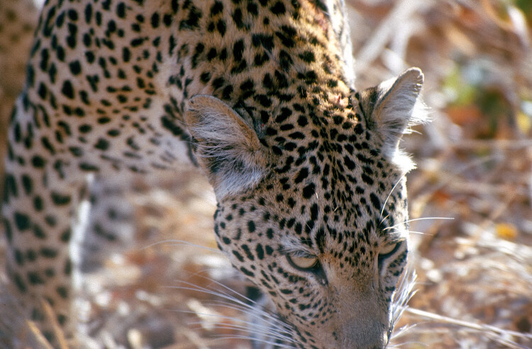 Leopard in africa