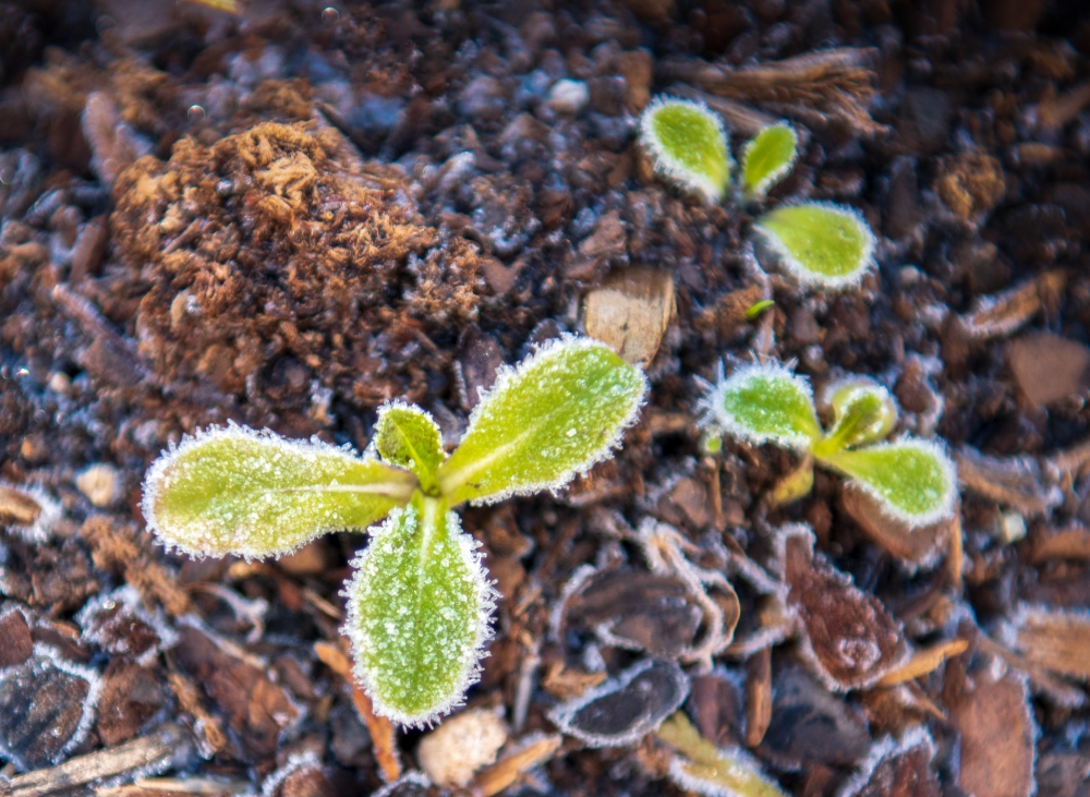 lettuce growing in winter garden with ice on leaf