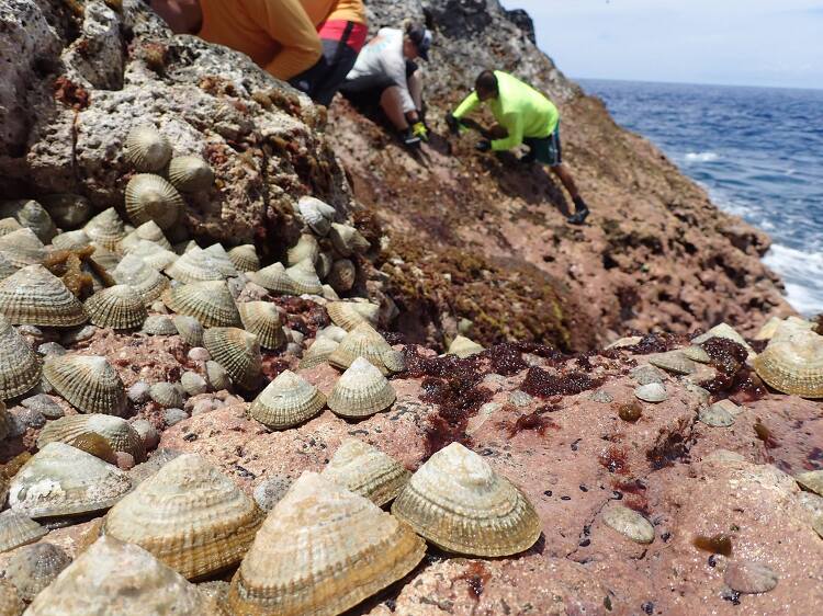 Limpet line the shores of Gardner Pinnacles