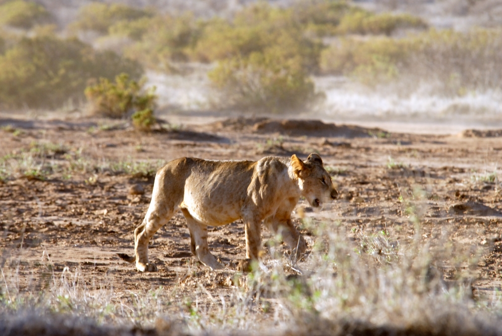 Lion Samburu National Reserve Kenya Africa