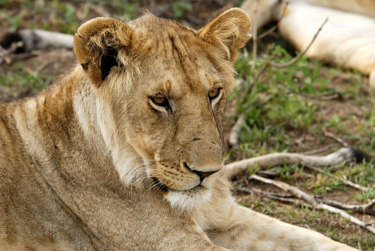 lioness is laying on the ground masai africa