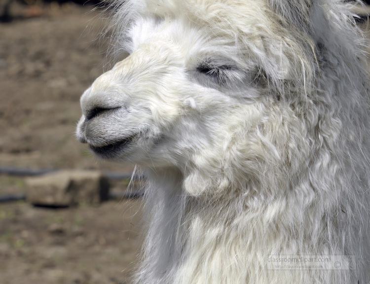 llamas at farm photo 55