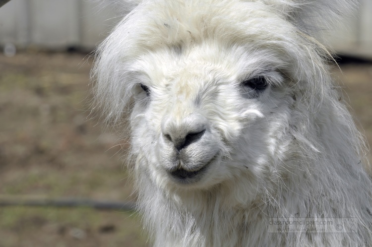 llamas at farm photo 56