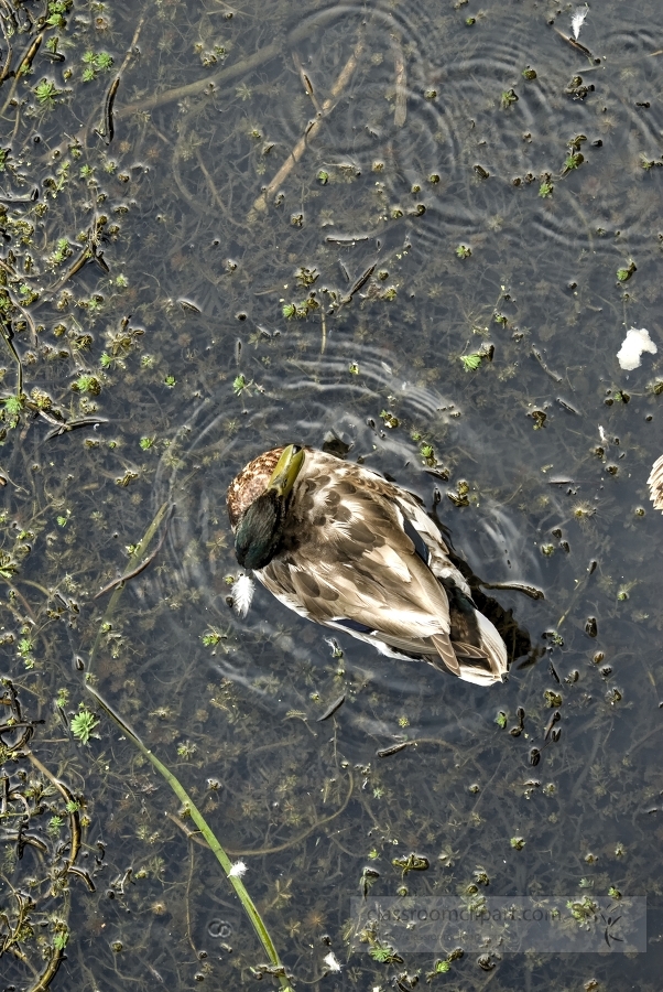 looking down at duck in marsh picture 27